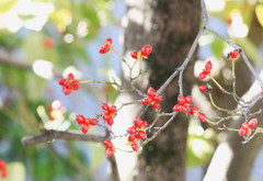 紅梅を想う