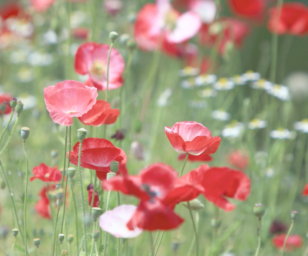 POPPY
