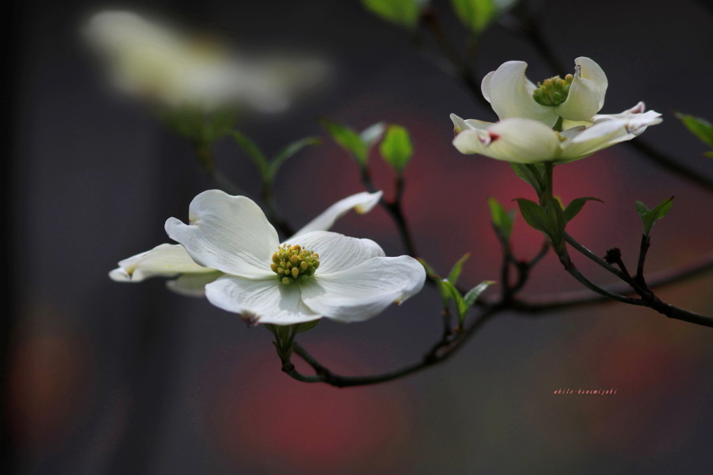 WHITE-HANAMIZUKI