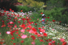 Paradise of Flowers