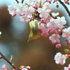 やっと春らしくなりました・・