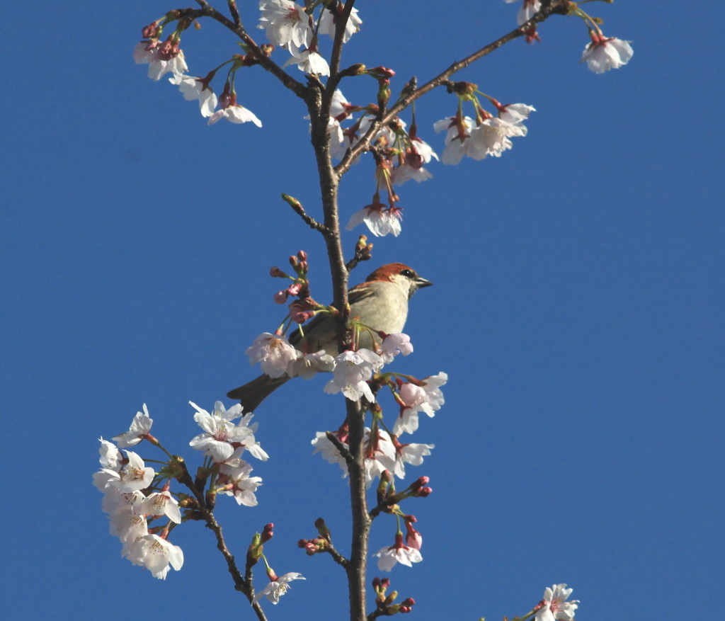 えっ!　もう桜＾