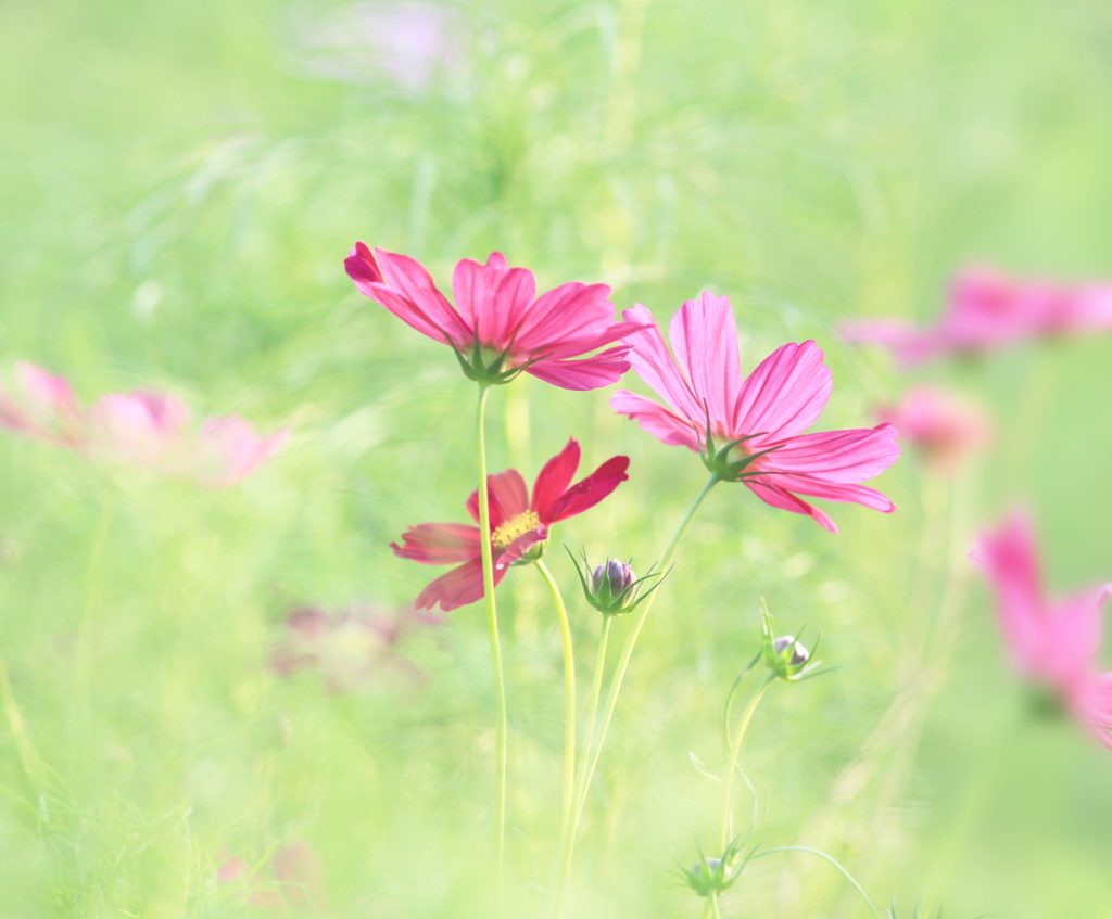 淡紅のコスモスが..♪ 
