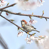 サクラ ニュウナイ