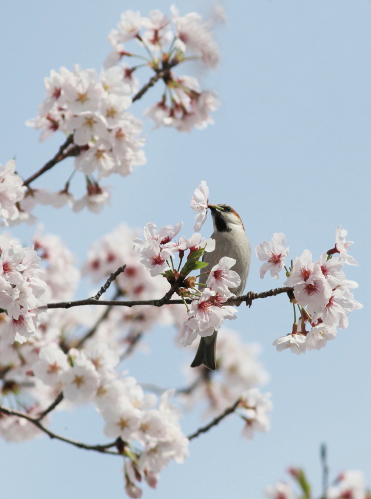 さくら鳥-②