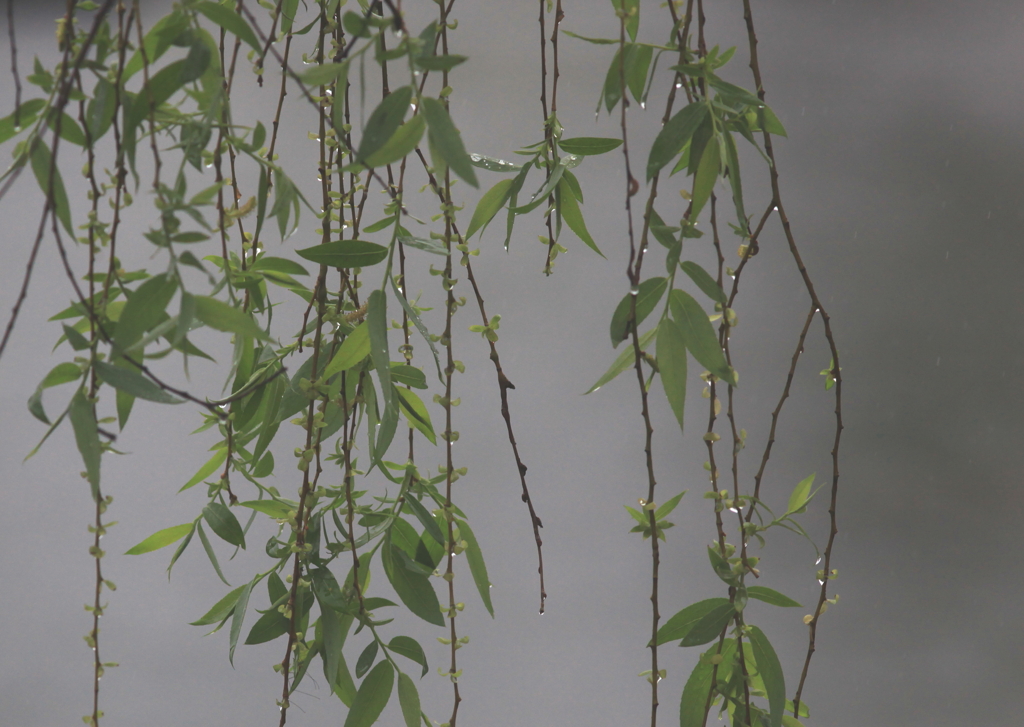 春の雨