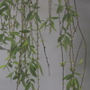 春の雨
