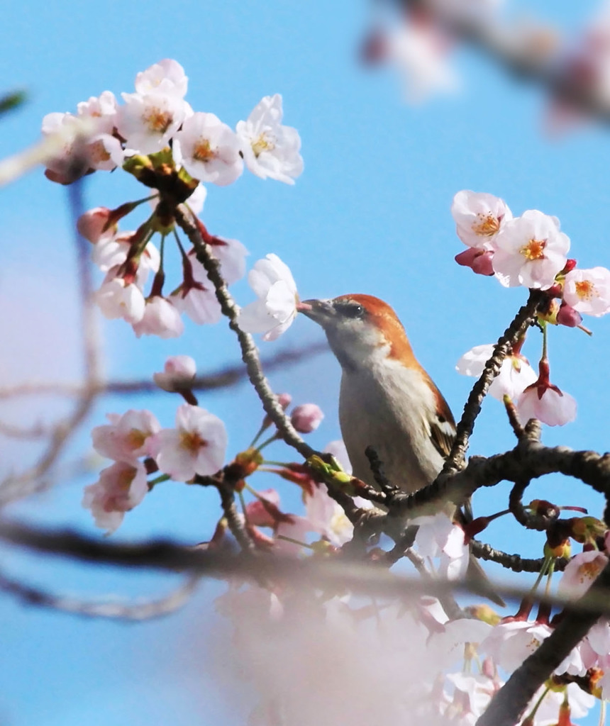 花ラッパ