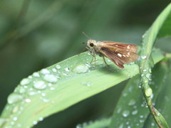 ショコタン（セセリ）の雨宿り♪