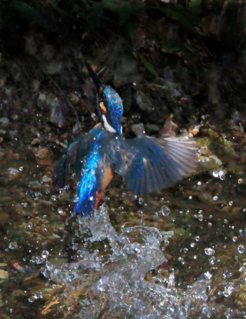 水辺の宝石