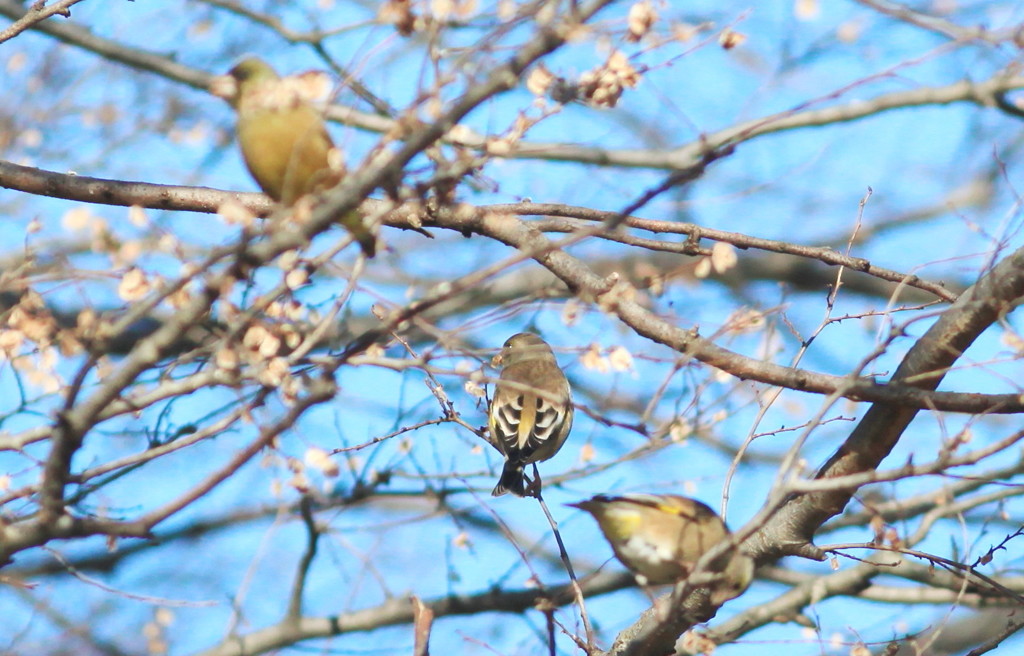 風とともに