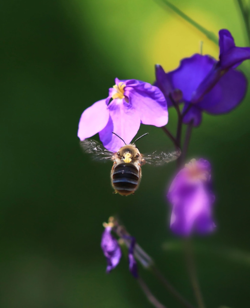 大根の花