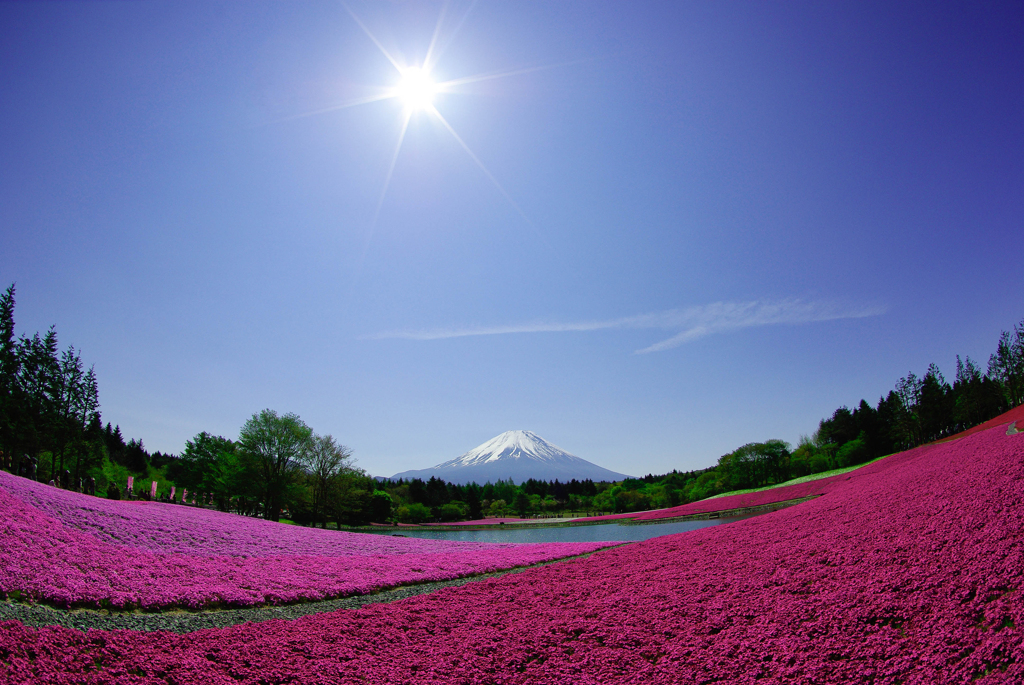 くじら富士