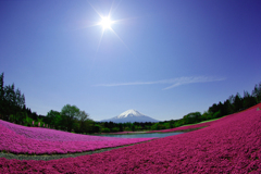 くじら富士