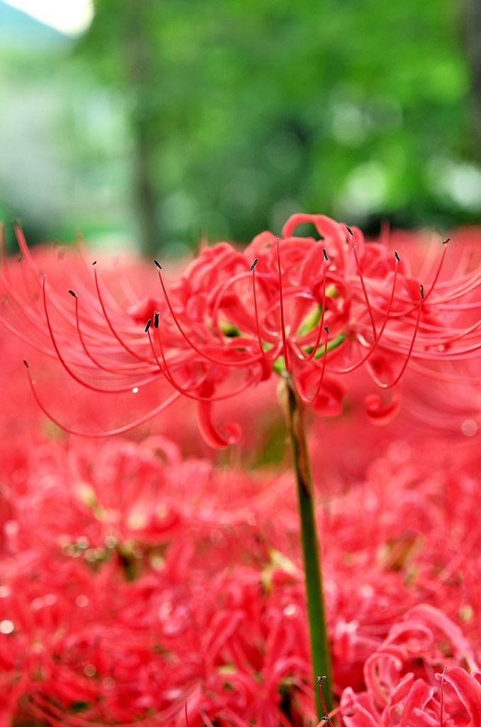 曼珠沙華公園にて