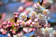 桜満開前