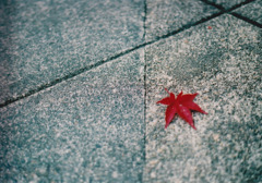 momiji