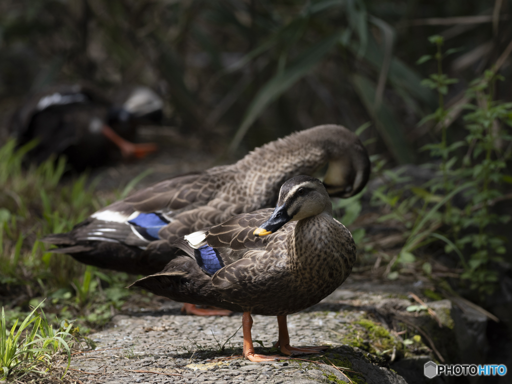 石神井公園　カモ