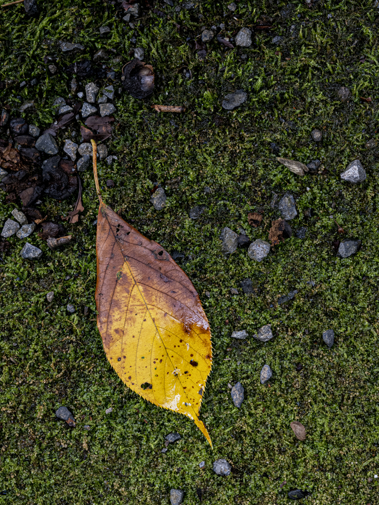 _A133787
