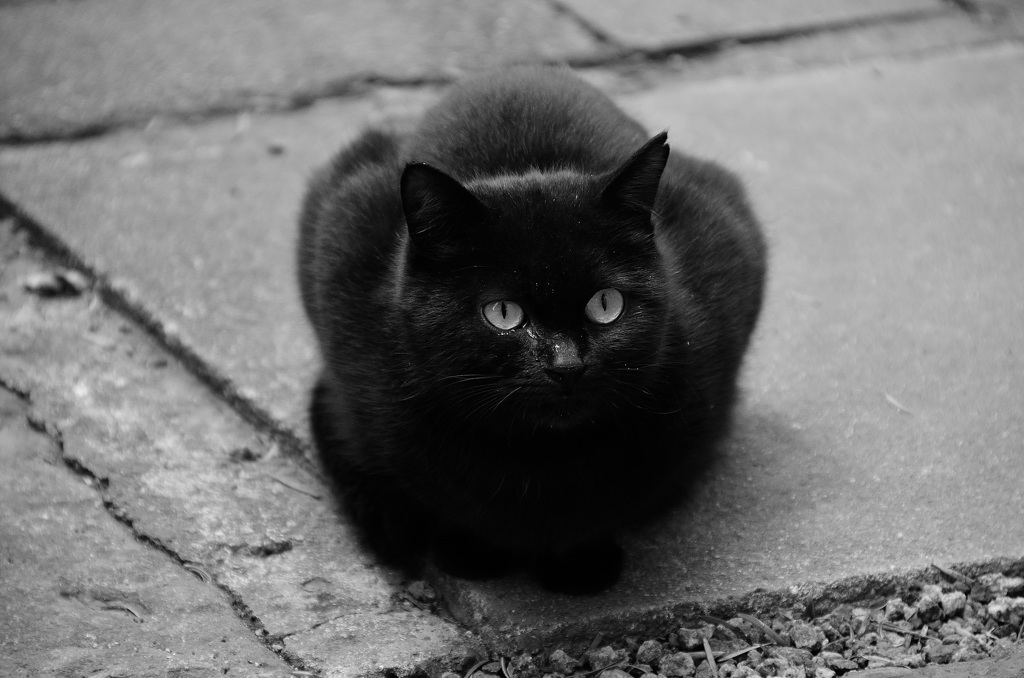 黒猫