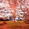二人桜