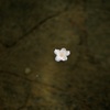 浮かんだ花びら
