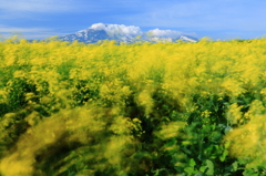 風吹きわたる菜の花畑と鳥海山