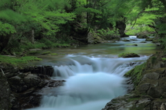 緑のトンネルをくぐる渓流