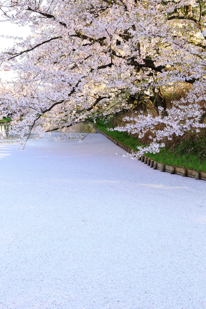 弘前の桜
