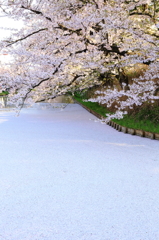 弘前の桜