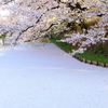 弘前の桜