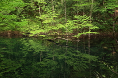 green!!GREEN!!!!!!