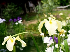 菖蒲