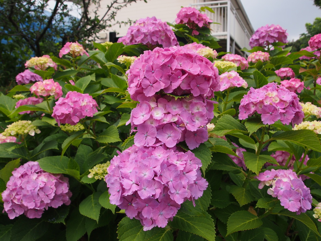 今日のアジサイ３