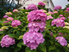 今日のアジサイ３