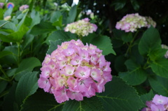 公園のあじさい3