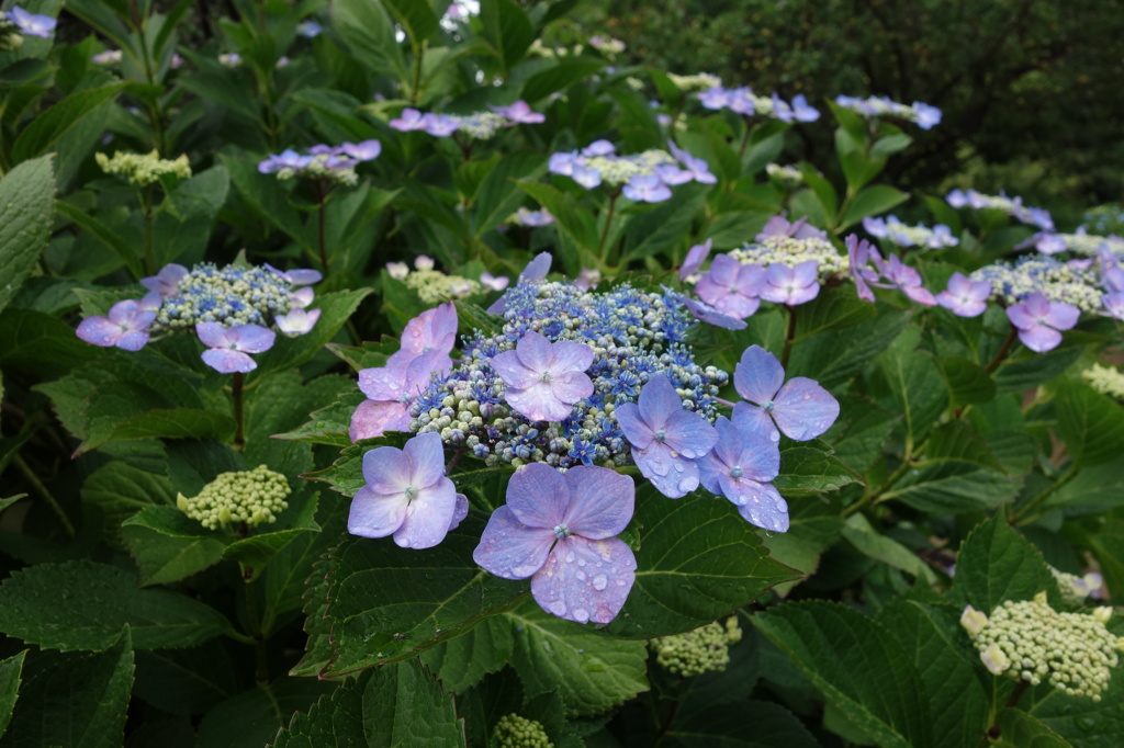 公園のあじさい