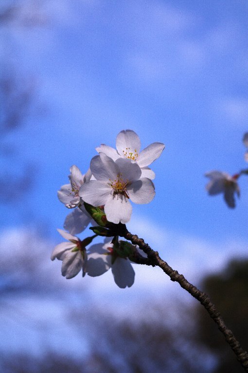 2012.04.07 三ツ池公園　ｋ7  1