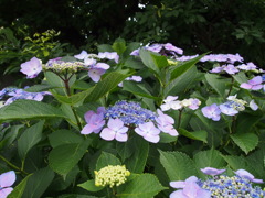 今日のアジサイ１