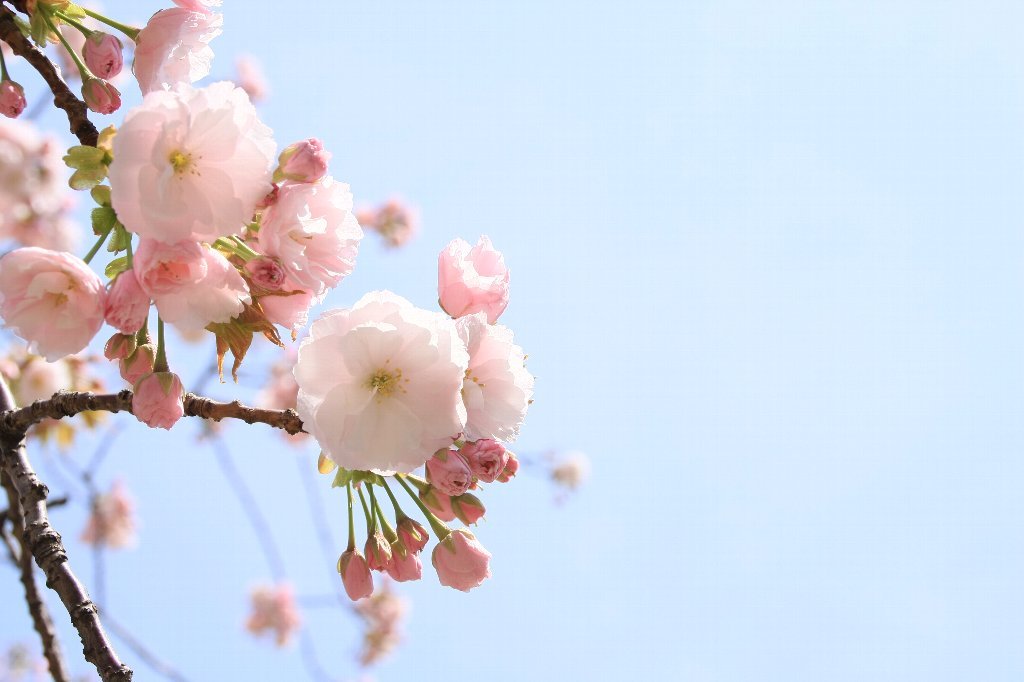 八重桜