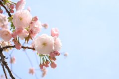 八重桜