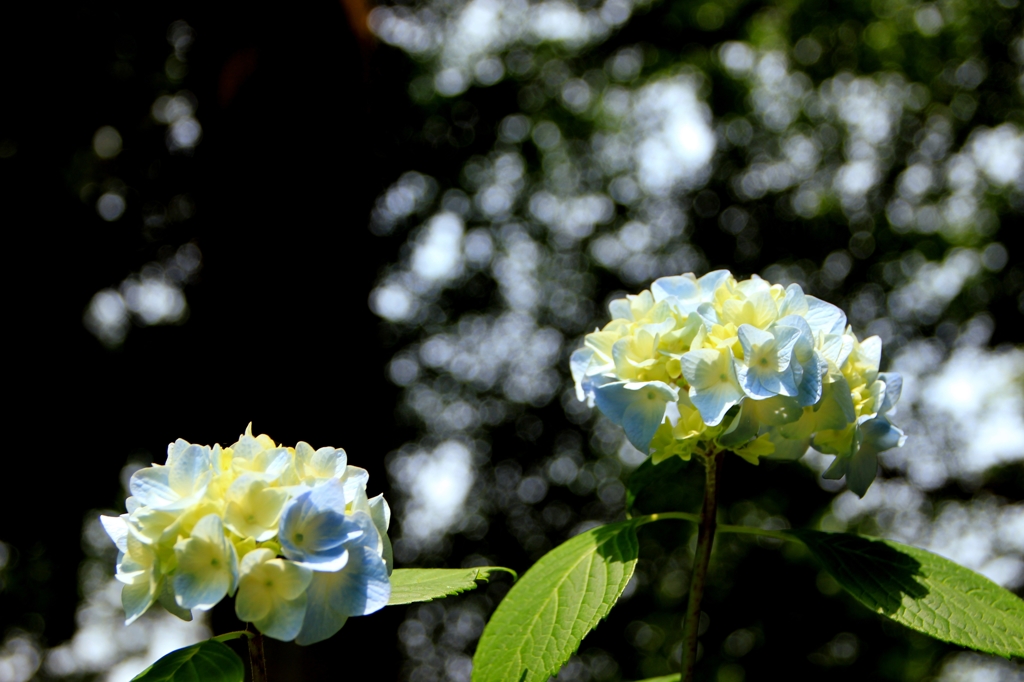 あじさい　青