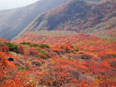 那須の紅葉