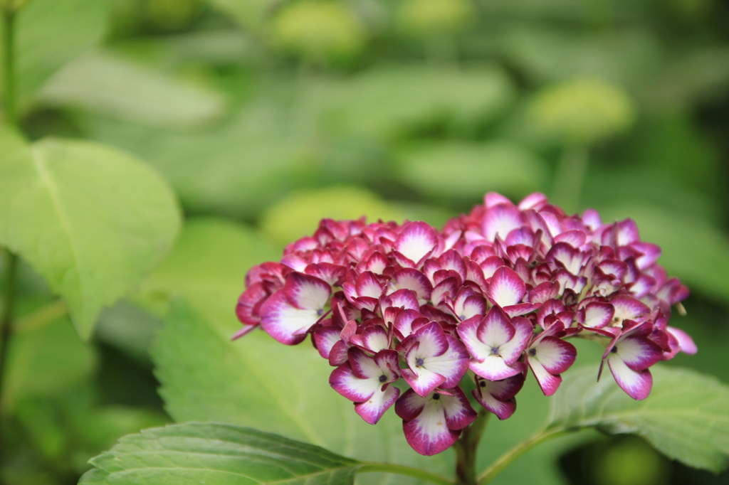 寺院　アジサイ「