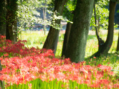 初秋　曼珠沙華　紅の絨毯