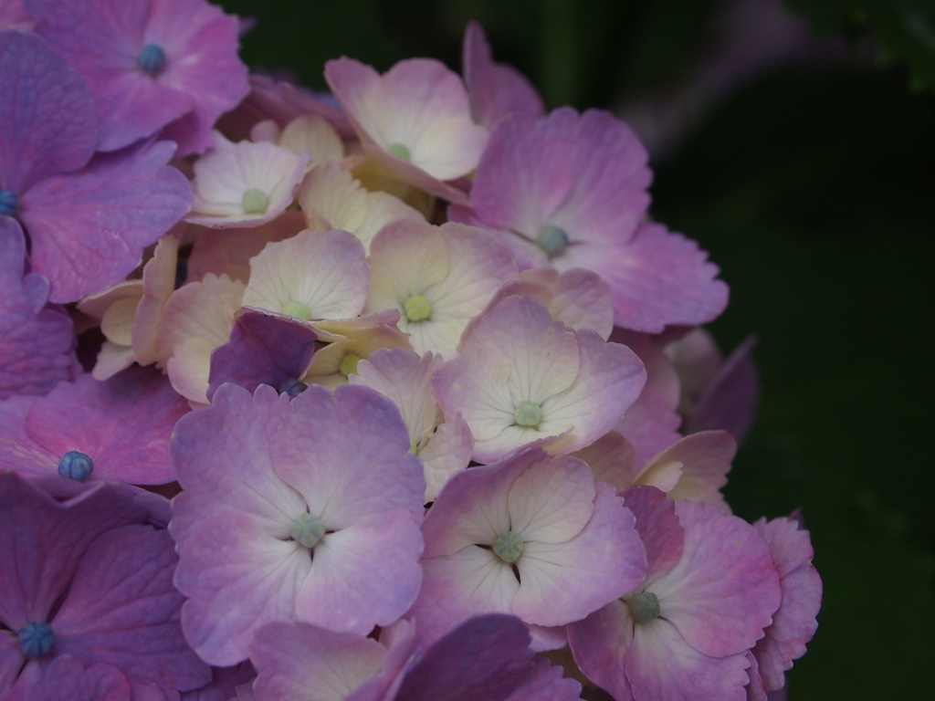 今日のアジサイ２