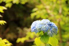 あじさい