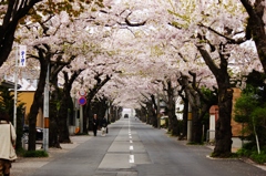 桜トンネル 