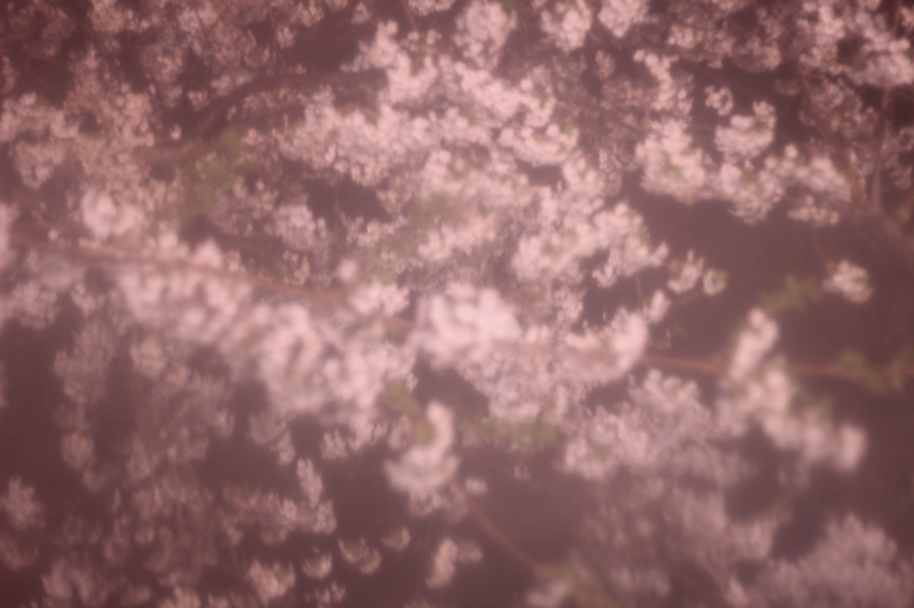 夜桜1