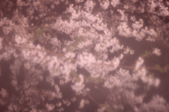 夜桜1